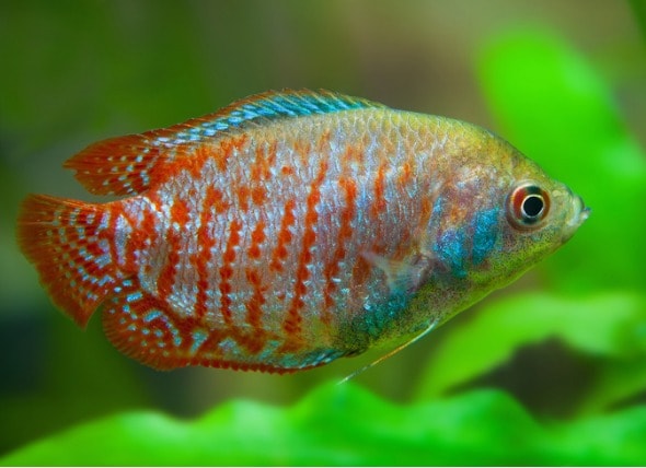 good tropical community fish