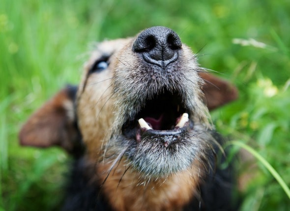 Treating Breathing Difficulties in Dogs | PetMD