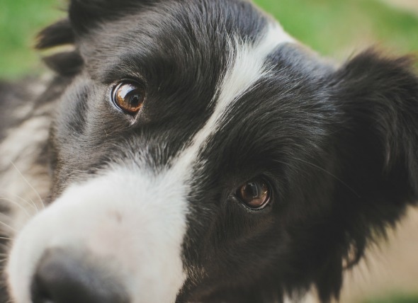 border collie eyes