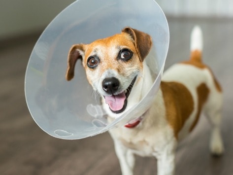 dog cone collar