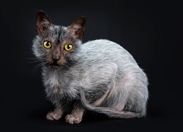 Lykoi Cat Breed Hypoallergenic, Health 