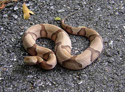 Copperhead, poisonous to dogs