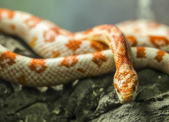 What Do Corn Snakes Eat & How to Care for Them | PetMD