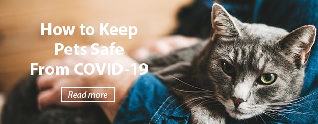 Keep Pets Safe From COVID-19