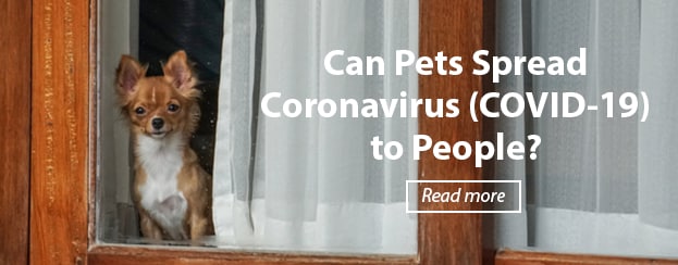 Coronavirus between pets and people