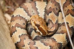 Cottonmouth (Water Mocassin) poisonous to dogs