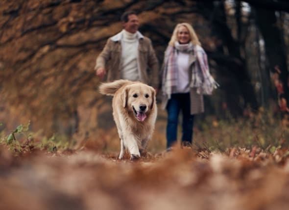 dog ate poison oak