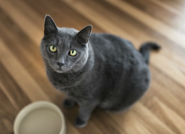 How Long Can A Cat Live With Cushings Disease CatWalls