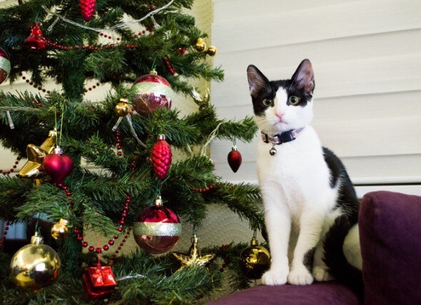 Can Cats And Christmas Trees Coexist