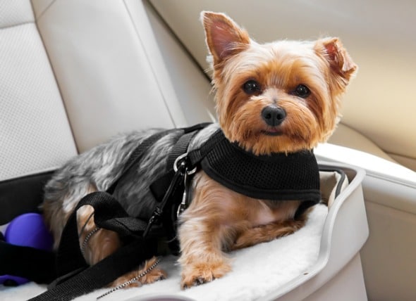 dog car seat and carrier