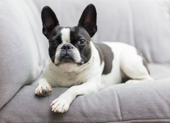 french bulldog