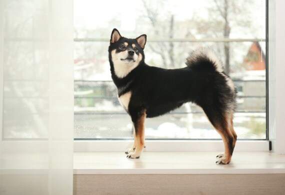 cute shiba inu dog against window in room picture id986586972