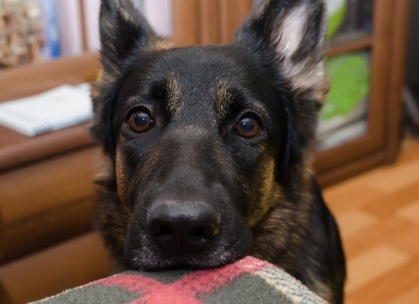 Why Does My Dog Stare at Me? | PetMD