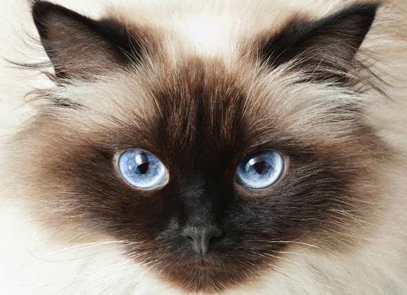 Dark Spots on the Eye in Cats  petMD