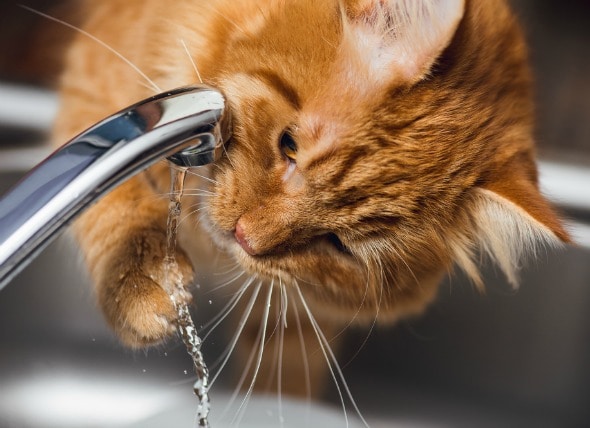 Cat Dehydration Symptoms Dehydration in Cats PetMD