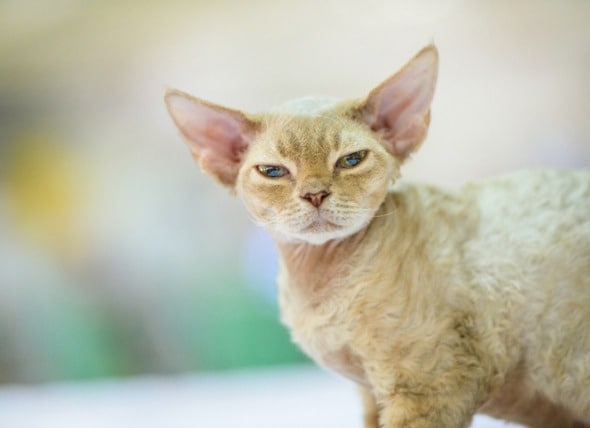 cornish rex cats ears