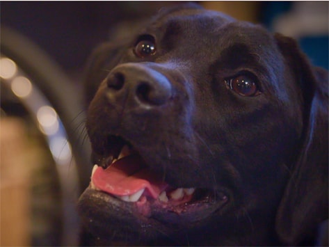 nonprofit diabetic alert dogs