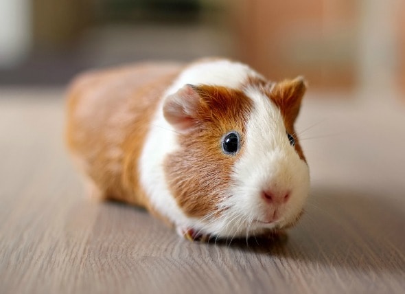 Image result for guinea pig