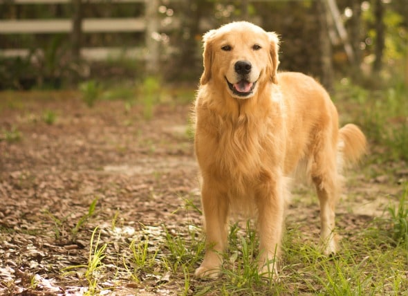 Using Diet To Treat Diarrhea In Dogs Petmd