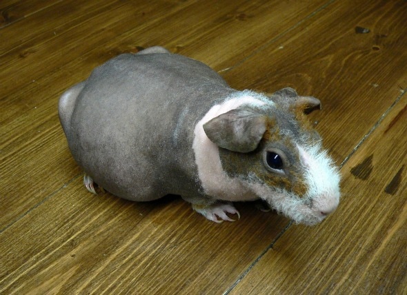 what to do with a pregnant guinea pig