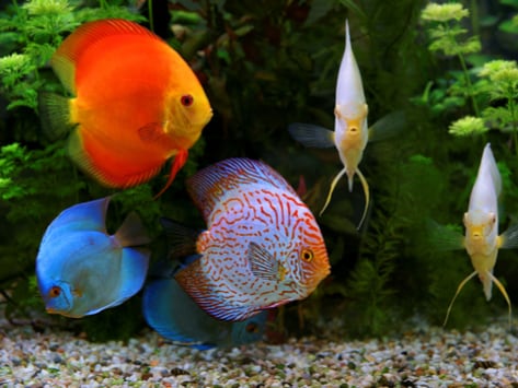 discus fish, same species tank, beautiful fish, aquarium fish, freshwater fish, pompadour fish, Symphysodon, cichlid
