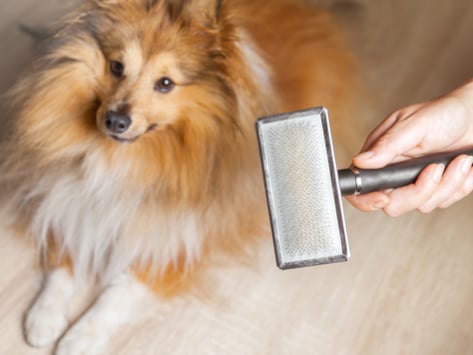 How To Know If Your Pet Is Shedding Too Much Hair Petmd