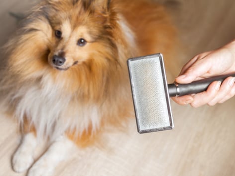 excessive dog hair shedding