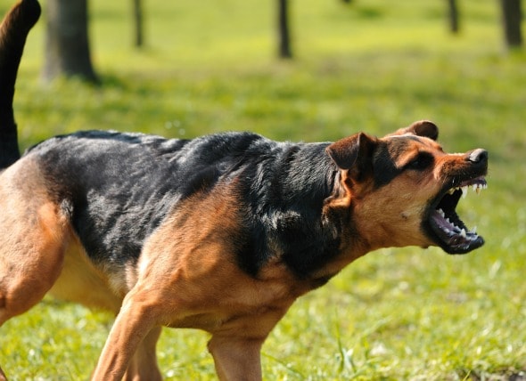 Aggression in Dogs Toward Familiar 