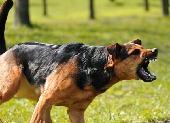 dog being aggressive to owner