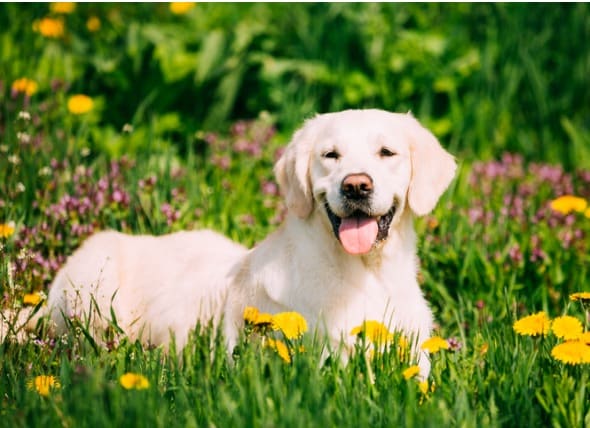 dog allergic to grass remedy