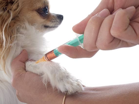 Allergy Shots Versus Allergy Drops for Pets