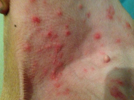 7 Common Bug Bites On Dogs And Cats Petmd