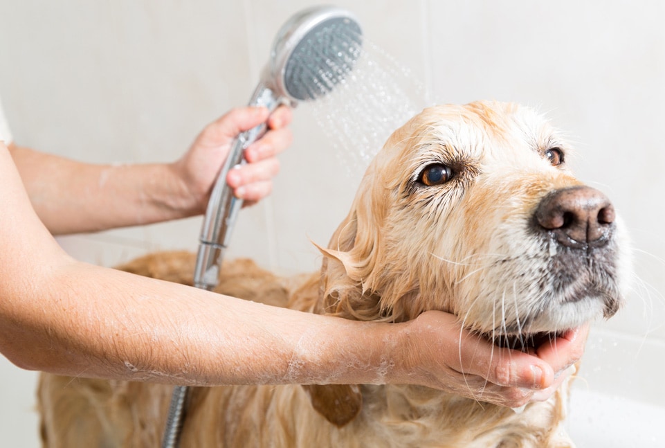 dog bath mistakes spray