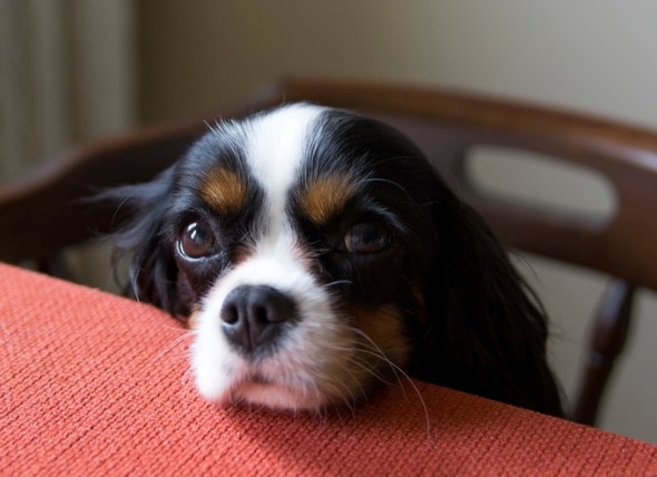 dog ate a whole chicken