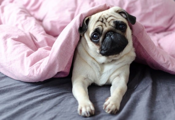 dog breed pug under the pink blanket picture id897584432