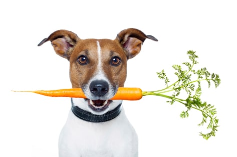 dogs have carrots