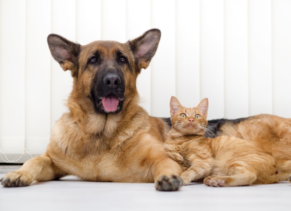 What Are The Benefits Of Fish Oil For Dogs And Cats Petmd