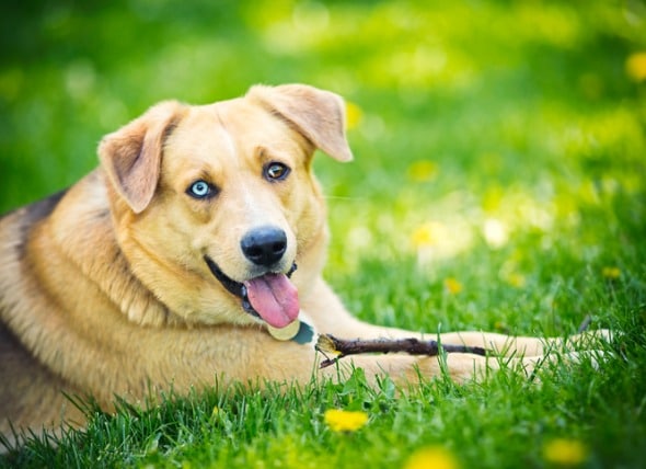 dog drinks water and vomits