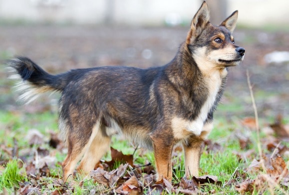 6 Dog Conditions That May Not Be as Scary as They Seem | petMD
