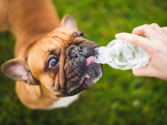 old dog drinking excessive water