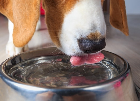 dog drinking bowl