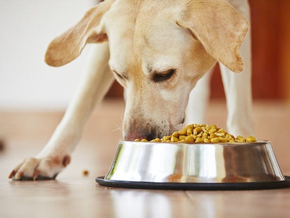 How to Get Your Dog to Eat Slower | PetMD