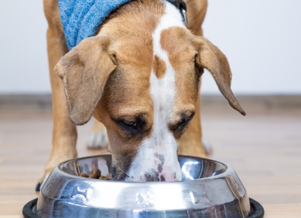 what dog foods cause heart disease