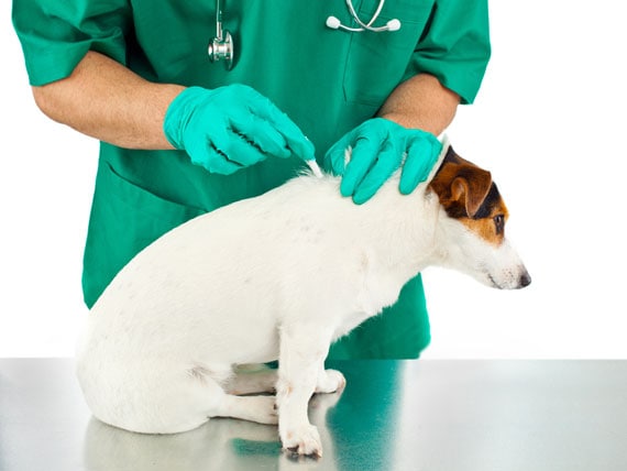 spot on flea treatment for puppies