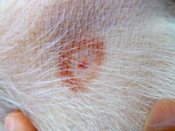 7 Common Bug Bites On Dogs And Cats Petmd