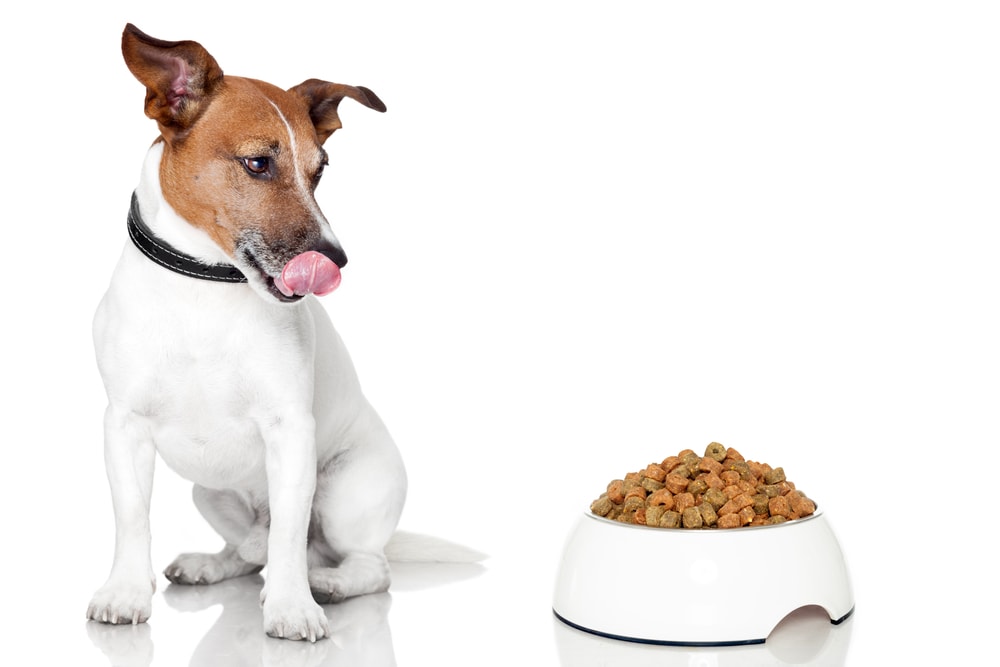 Image result for dog eating food"