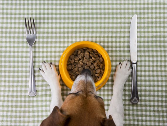 Dog Not Eating? It May Be Due to Sensitive Stomach | PetMD