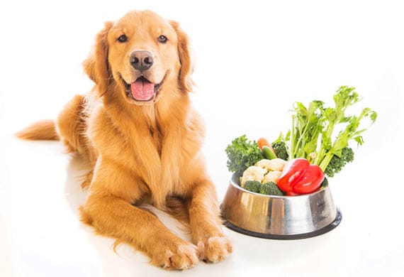 Veggies For Dogs Chart