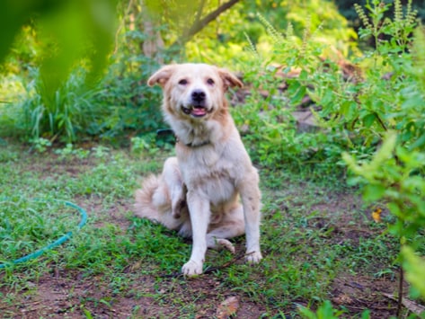 dog allergic to grass remedy