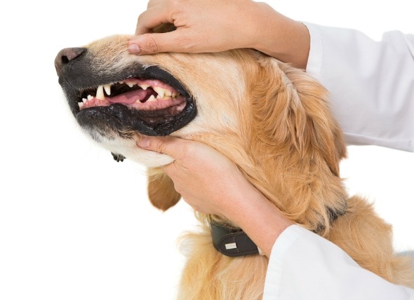 Dog Teeth Health Chart